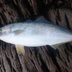 ショアジギング